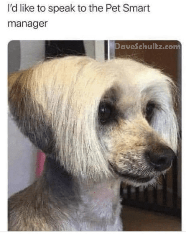 Karen the Poodle
