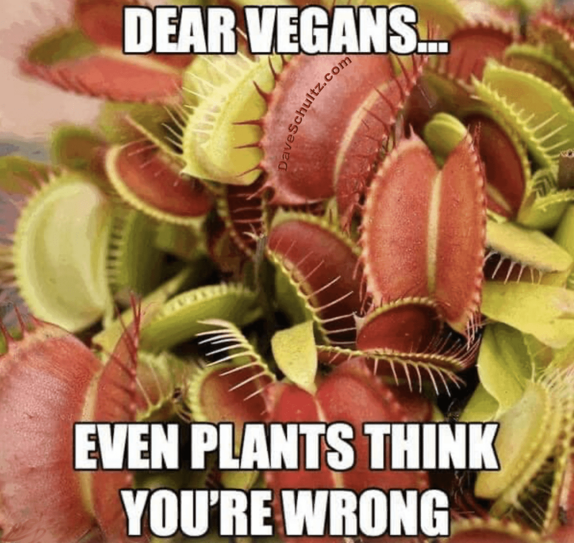 Yo Vegans