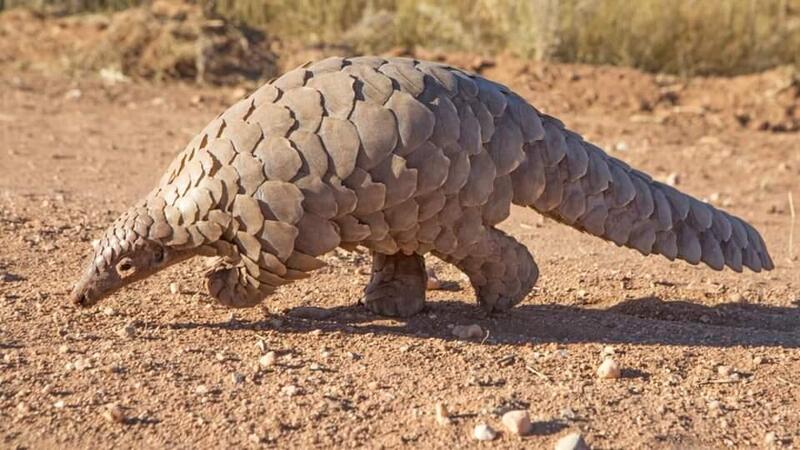 This is Pangolin