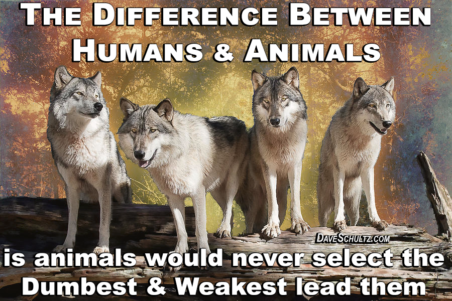 The Difference Between Humans & Animals