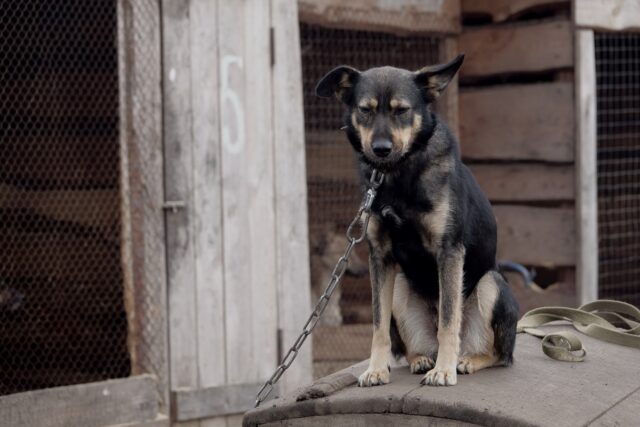 Dog on a Short Chain